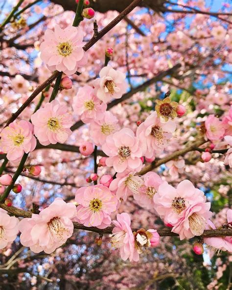 Olimpiade yang digelar di jepang ini sejatinya digelar pada pada musim panas 2020. Jadwal Mekar Bunga Sakura di Jepang 2020, Jangan Sampai ...