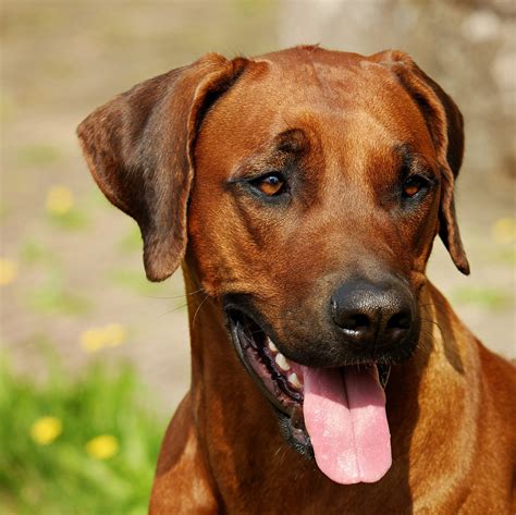 Rhodesian ridgebacks are athletic dogs that need regular, vigorous exercise. Rhodesian Ridgeback