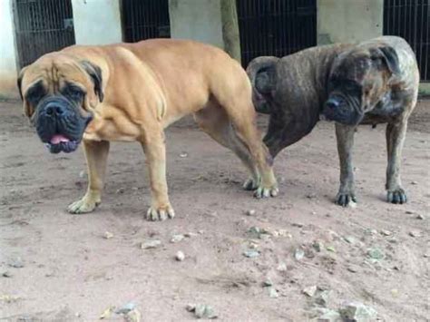 The mollosser is a large, solidly built dog, and many molosser breeds are used for search. Boerboel, Rottweiler And Pitbull , Which Do You Think Is ...