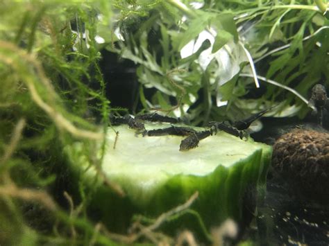 8 regular sized zucchini a large mixing bowl a microwave plastic wrap cookie sheet aluminum foil slice the zucchini in slices about 3/8 thick. Pleco's first cucumber. : Aquariums