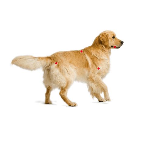 Royal Canin Golden Retriever Adult ração para Golden retriever