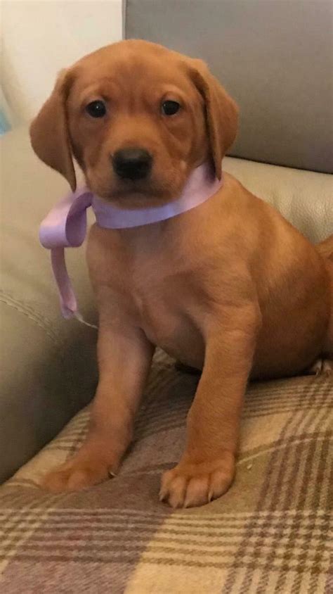 They are not common but when i saw my first one i fell in love! Fox Red Labrador Puppies kc reg | in Barnsley, South ...