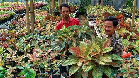 700 x 393 · jpeg. Ketahui 13 Jenis Aglonema Yang Cantik Dan Paling Dicari ...