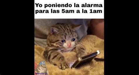 Divertite con los memes que circulan por la red. Día Internacional del Gato: usuarios celebran la fecha con ...