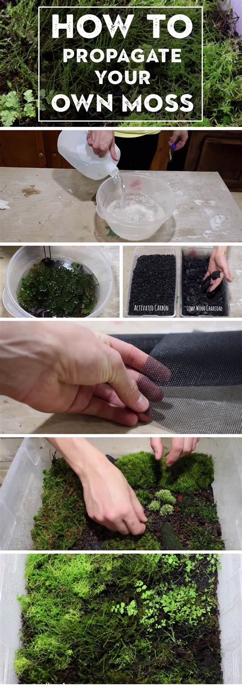 Find tips and guides to grow and maintain the perfect garden for your home. Here's How to Propagate your Own Moss and Add Bright ...