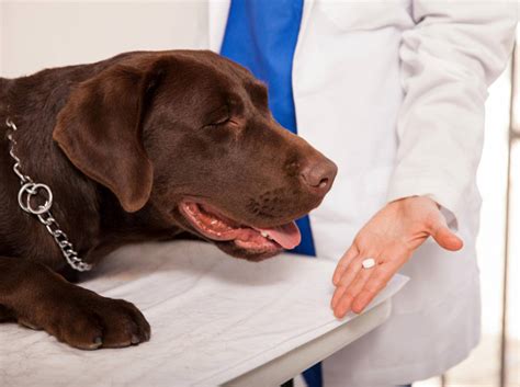 Am anfang ist es wichtig, dass sie mit dem welpen alle ein bis zwei stunden rausgehen. Schmerzmittel für Hunde: Wann sind sie sinnvoll?