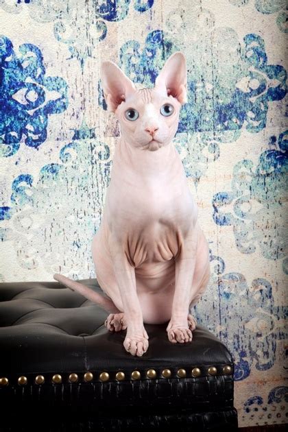 🐱 find cats and kittens locally for sale or adoption in toronto (gta) : Lykoi Cats Kittens, Nadacatz, Devon Rex, Lykoi, cats for ...