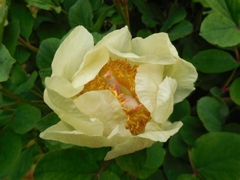 Maine stores souvenir shop livermore. Species peony growing well at Asticou Azalea Garden ...