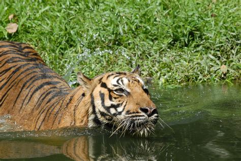 Jacksoni luo et al., 200433. HARIMAU MALAYA | MALAYSIA TIGER | TIGER | HARIMAU | SI BEL… | Flickr