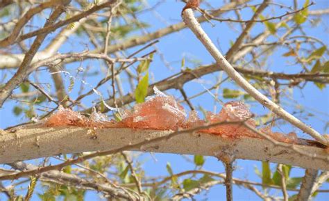 Kuatkan immuniti anda dengan gum arabic prebiotik almanna ameer. On the trail of acacia gum: Part 2. A visit to the orchard ...