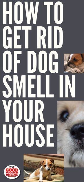 Mar 08, 2019 · how to remove a urine smell in the air room smells like urine. How to Get Rid of Dog Smell in the House | Dog smells, Dog ...