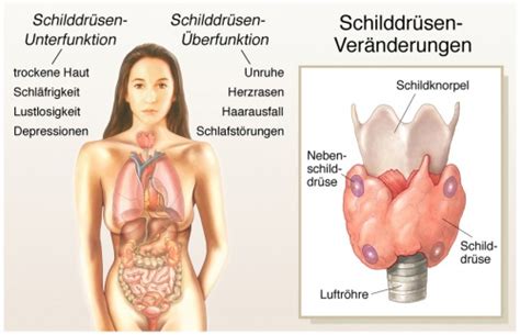 Unter innerer unruhe zu leiden, bedeutet, beinahe ständig unter anspannung zu stehen. Schilddrüsenüberfunktion - Ursachen, Beschwerden ...