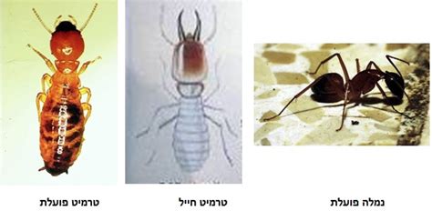 טרמיטים הם אחד המזיקים החרקים ההרסניים ביותר של ב u. הטרמיטים והמינים המזיקים למבנים בישראל - קוטיקולה | cuticula