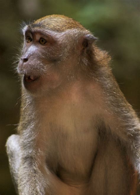 Batu pahat mall, batu pahat: Monkey at Batu Caves, Kuala Lumpur | Batu caves, Kuala ...