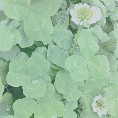 Maybe you would like to learn more about one of these? レインドロップス | Mint aesthetic, Plant aesthetic, Mint green ...