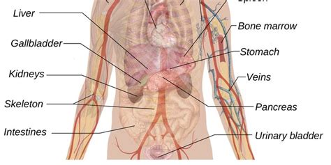 Maybe you would like to learn more about one of these? Abdominal Anatomy Male Tag Lower Abdominal Anatomy Male ...