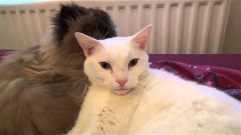 Other causes of excessive grooming. Cats Washing Each Other - ASMR - YouTube