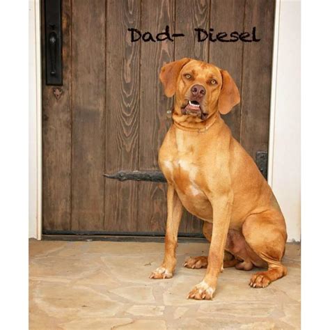 Find rhodesian ridgebacks puppies & dogs for sale uk at the uk's largest independent free classifieds site. Rhodesian Ridgeback puppies - AKC Registered in Carrollton ...
