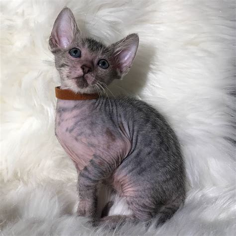 The werewolf cat is here. LYKOI FOR SALE - Home