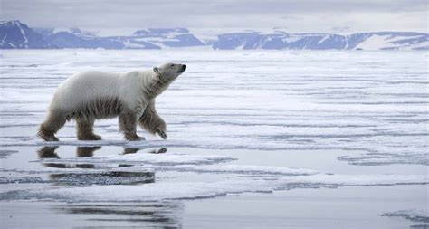 Il a ajouté une image d'ours polaire sur une image de plage. Ours Polaire Sans Banquise - Pewter