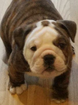 Akc english bulldog black tri dewormed, shots, 1year health guarantee $3200 located in pa , shipping available. Litter of 7 English Bulldog puppies for sale in PITTSBURGH ...