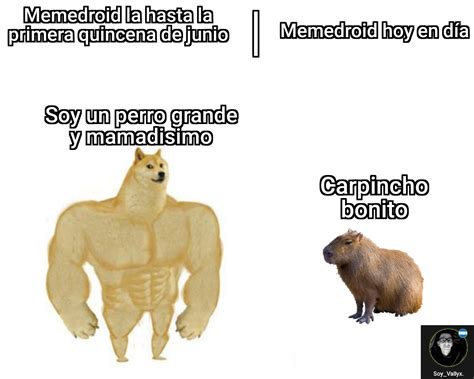 ▼▼ se parte de es simple curiosidad ▼▼suscribete!!#carpinchomemes #carpinchos #memecarpincho #capibaras #videosdivertidosdeanimales ❖te invito a que uses. Me gustas el carpincho bonito (ノ ͡ ͜ʖ ͡ )ノ - Meme subido ...