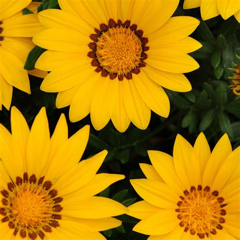 Die gazanie öffnet bei sonnenschein ihre farbenfrohen blüten und trägt daher auch den namen mittagsgold. Gazania Seeds - Yellow Treasure Flower Gazania Rigens ...