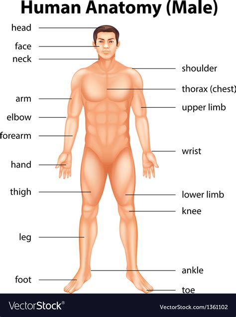 Start studying male body parts. Human body parts Royalty Free Vector Image - VectorStock