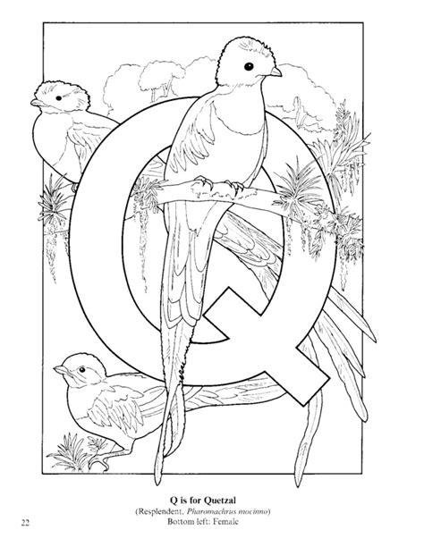 Color & cut out to make a mural. Quetzal Bird Drawing at GetDrawings | Free download