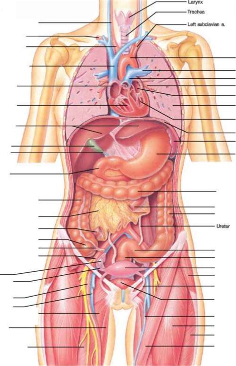 28cm human organ torso anatomy model viscera heart brain medical teaching new. Human Diaphragm - Blood Vessels - GUWS Medical