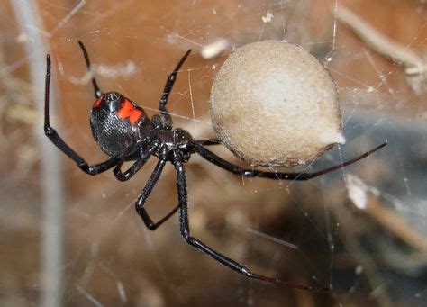 Die giftigsten tiere der welt: Die giftigsten Spinnen der Welt: Sydney-Trichternetzspinne ...