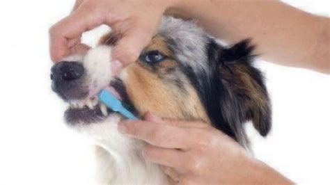 How To Brush Your Dog's Teeth | Healthy Paws