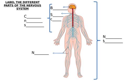 Once you're feeling confident about what goes where, it's time to try your hand at labeling the structures yourself using a fill in the blank (unlabeled) diagram. Unlabeled Labeled Nervous System Diagram - Aflam-Neeeak