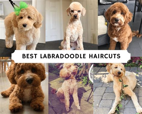 Goldendoodle haircut pictures goldendoodle haircuts goldendoodle haircut my. Pin on Doggy Food