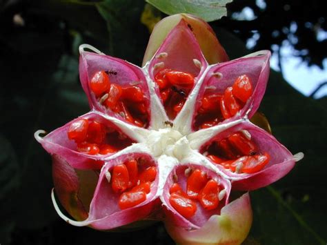 Vorbei geht die fahrt an vielen ministerien in die universitätsstadt peradeniya. Sri Lanka Fotos - Botanischer Garten in Kandy