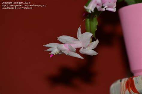With hanging branches and an abundance of little flowers in red, white, yellow, pink and purple, the christmas cactus is the perfect way to bring a. PlantFiles Pictures: Schlumbergera Hybrid, Crab Cactus ...