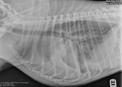 Careful handling and prompt and chylothorax in the cat.6,14,15 chylothorax in. Idiopathic Chylothorax in the Dog • MSPCA-Angell