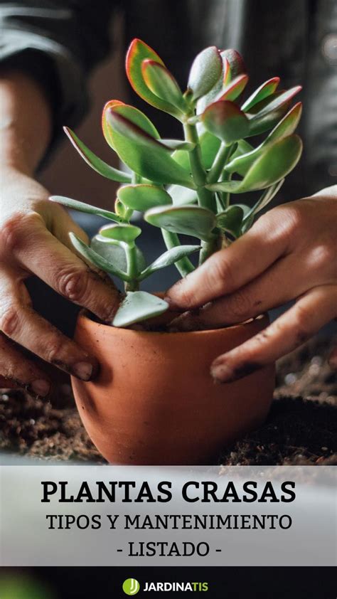 Aunque como ya lo hemos visto anteriormente, los cactus y otro tipo de plantas suculentas son bastante resistentes a las enfermedades y a los trastornos, en algunos momentos pueden llegar a enfermarse y a adquirir plagas que pueden afectar su desarrollo y floración (si es el caso). En este listado, encontrarás una gran variedad de tipos de ...