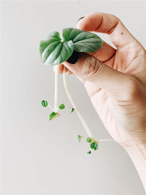 Leaf propagation is also an option when dealing with peperomia obtusifolia. Peperomia Silver Frost | Peperomia, Frost, Silver