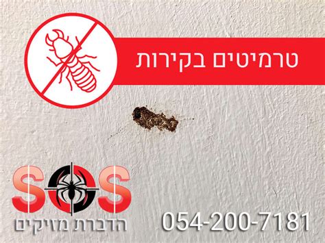 החרקים מטילים את הביצים שלהם בקרבת עץ ומתוכם יוצאים הזחלים. טרמיטים בתוך הקירות - SOS הדברות מזיקים