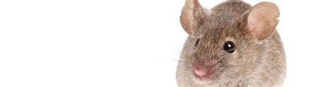 Find great deals on ebay for rodent control. Rodent Control | Perfecturf Lawn Care