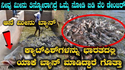 There is no ban on bitcoin trading in india. ಕ್ಯಾಟ್ ಫಿಶ್ ಗಳನ್ನು ಭಾರತದಲ್ಲಿ ಬ್ಯಾನ್ ಮಾಡಲು ಕಾರಣ ಏನು ಗೊತ್ತಾ ...