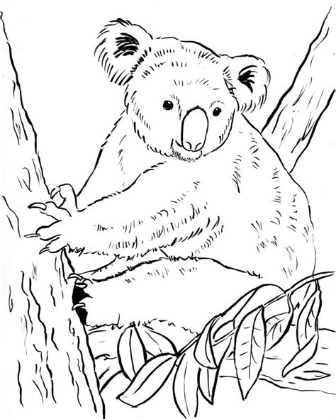 Welcome to one of the largest collection of coloring pages for kids on the net! Koala Bears Coloring Pages - Coloring Home