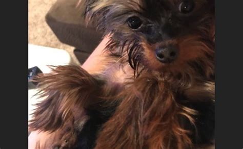 Crate training a puppy or a dog at any age gives pups a sense of safety and security, as well as how to crate train a puppy or dog: Answer crate training 8 week old puppy night ...
