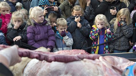 Sign up for an mvp card: This Danish Zoo Killed A Healthy Lion and Dissected It in ...
