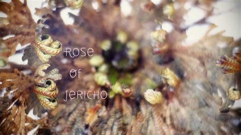 Also known as a rose of jericho, false rose of jericho or a resurrection plant. A Time-Lapse of a Rose of Jericho Transforming From a ...