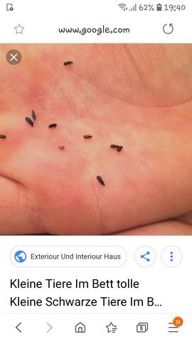 Wenn sie früh mit hässlichen ich hab nichts gegen insekten aber im bett brauche ich sie nicht. Kkeine krabeltiere im Bett? (Insekten, Käfer, Flöhe)