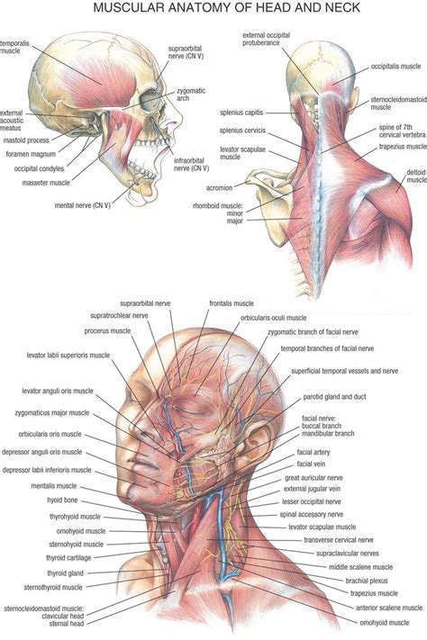 49 018 просмотров 49 тыс. Neck And Shoulder Muscles Diagram . Neck And Shoulder ...