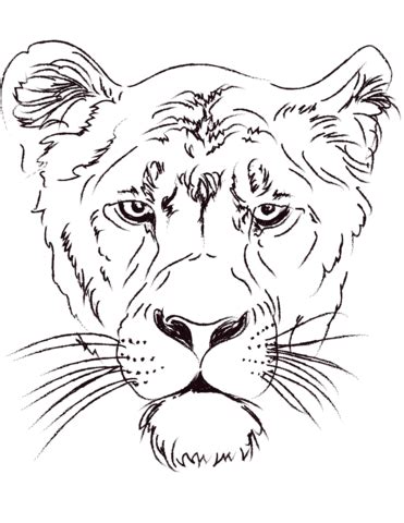 Find numerous coloring pages that shows both lion cubs and adults in realistic and cartoonish images. Lioness Head coloring page | Free Printable Coloring Pages