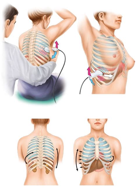 The diaphragm and abdominal muscles pull down on the abdominal cavity to fully inflate the lungs. Stomach Ribs Lungs Picture : 34+ listes de stomach ribs ...